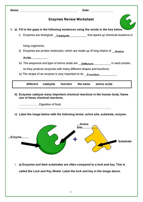 Enzyme Worksheet Answers - worksheet